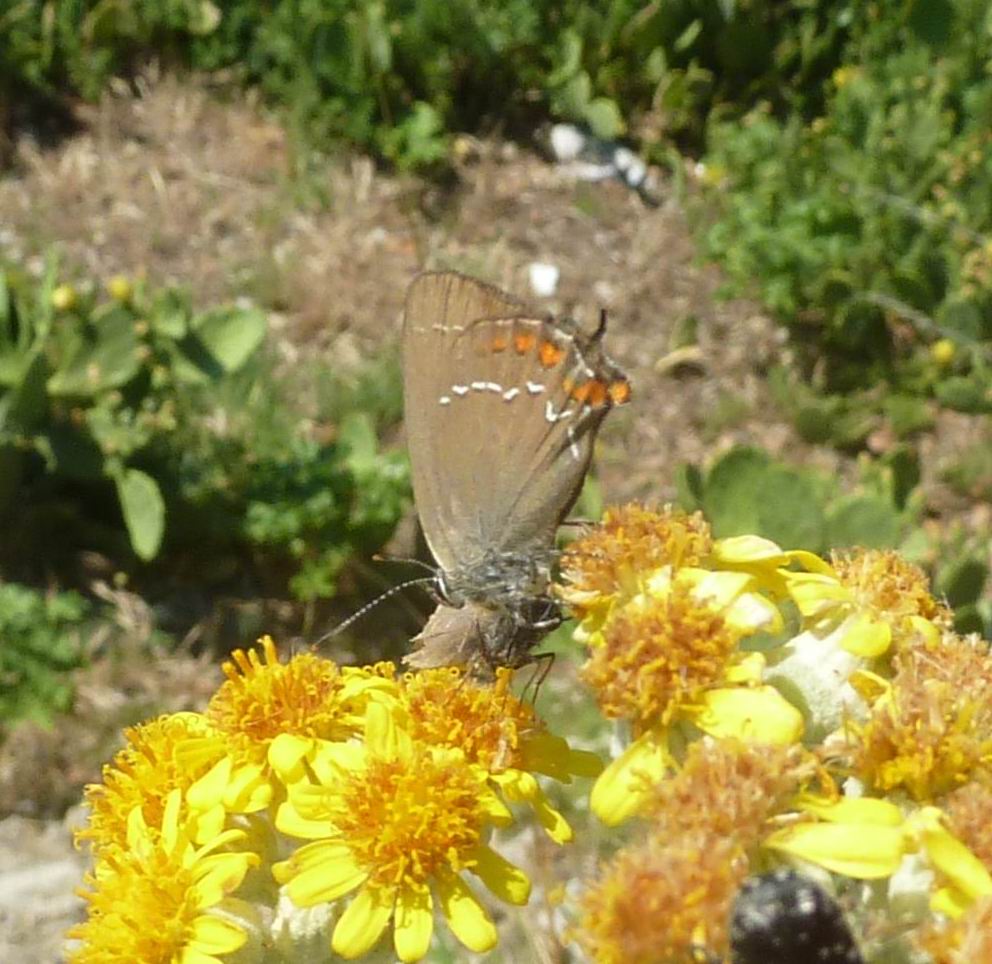 Id Satyrium